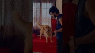 She is not leaving me alone 😂irung bhai goldenritriever puppies doglover [upl. by Adlay]