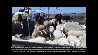 Schapen scheren op Texel [upl. by Cole]