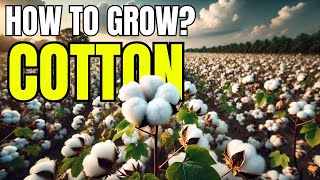 How to Grow Cotton StepbyStep Guide for Beginners [upl. by Adhamh]