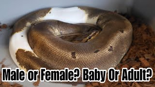 Does GenderAge Really Matter In Ball Pythons [upl. by Harday]