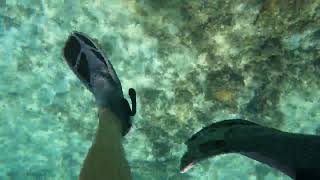 September 2024 Sharptail eel snorkeling negril jamaica [upl. by Ojadnama]