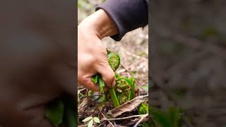 Picking Fiddleheads In The Field satisfying shot [upl. by Ellatsirhc]