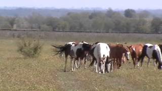 Boring Herd Behavior  Observations Herd of Horses Hanging Out in Paster Discussing Herd Happens [upl. by Halsy954]