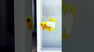 golden bettafish fighter fish 🐠shorts ytshorts youtubeshorts [upl. by Sebbie]