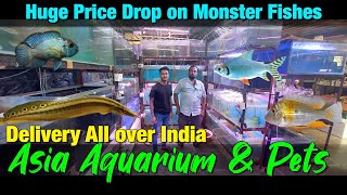 Asia Aquarium amp Pets I Huge Price Drop on Monster Fishes I Delivery Available All Over India [upl. by Harbed]