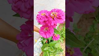 Zinnia Flowers beautiful organic zinnia rose garden ytshorts shorts satisfying [upl. by Estren]