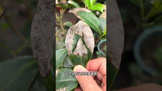 Teach you to identify camellia spots easily and learn some tips on growing camellia [upl. by Eed]