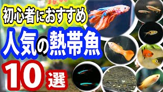 【初心者向け】初めてでも飼いやすいおすすめ熱帯魚10選【観賞魚チャンネル】 [upl. by Rochella]