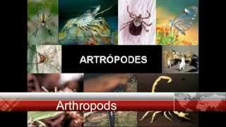 Arthropods Insects Myriapods Arachnids and Crustaceans [upl. by Zirtaeb]