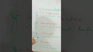 Types of chromosome based on centromare [upl. by Sperry]