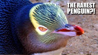 Yellow Eyed Penguin the RAREST PENGUIN 🐧 Animal Fact Files [upl. by Louis]