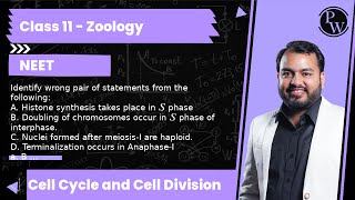 Identify wrong pair of statements from the following A Histone synthesis takes place in S phase [upl. by Ardnahcal]