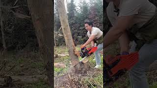 I am a lumberjack and I make about 100chainsaws hardware tools viralvideo foryou [upl. by Ekal]