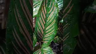 Calathea Ornata [upl. by Nomyt]