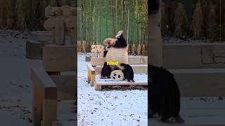 Why We Love The Giant Panda facts animals education panda [upl. by Fortunia536]