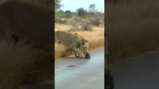 A Wild Dog Pup’s Unfortunate Encounter with Lions [upl. by Anes410]