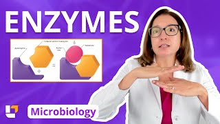 Enzymes  Metabolism Microbiology for Nursing School amp Health Fields  LevelUpRN [upl. by Ettereve]