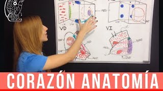 Corazón Anatomía Configuración Interna ¡Fácil Explicación  Mentes Médicas [upl. by Ansilme564]