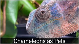 What a Chameleon is like as a pet [upl. by Omrellig]