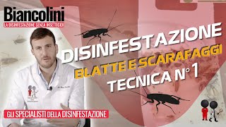 💥Disinfestazione Blatte e Scarafaggi la tecnica numero 1 al mondo💥 [upl. by Kassey]