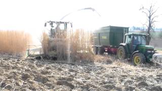 Miscanthus häckseln 2015 Claas Jaguar 950 [upl. by Asilana]