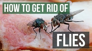 How to Get Rid of Flies Fly Control Methods [upl. by Zarihs]