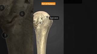 Part Of Humerus Bone shortsvideo anatomy humanbody [upl. by Canica157]