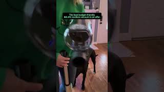 The best affordable belife cordless vacuum is on sale cleaning vacuum diy cleantok [upl. by Kellen]