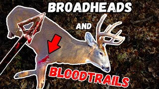 BLOOD TRAILS BROADHEADS and SHOT PLACEMENT for Bow Hunting  GRAPHIC [upl. by Noyahs482]