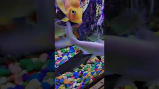 Beautiful golden fish fish aquarium set Golden fish eating food youtubeshorts todayvlog shorts [upl. by Yffat844]