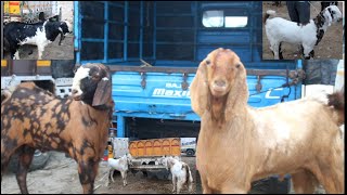 Rajasthan bakra mandi Tonk goat market live updet cover with price 31 January 2024 [upl. by Stace]