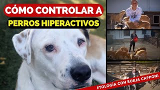 CÓMO CONTROLAR A PERROS HIPERACTIVOS [upl. by Lindemann]