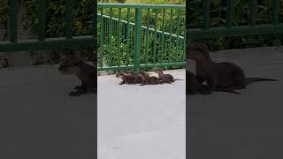 Omg Four Baby Otters Crying shortvideo nature eastcoast lutrinae mustelidaefamily animal [upl. by Ecyned]