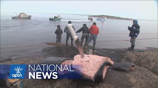 UN reviews high food insecurity rates in Canada’s northern territories  APTN News [upl. by Enieledam508]