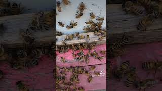 Bee ASMR [upl. by Elizabet]