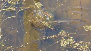 Triturus cristatus great crested newt feeding on Rana dalmatina agile frog eggs in Romania [upl. by Venezia]