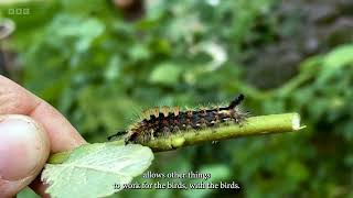 Gardeners World 2024  Episode 18  John Willshire [upl. by Johanan759]