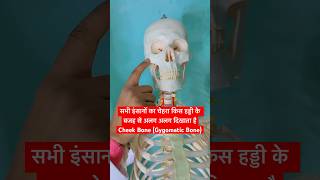 सभी इंसानों का चेहरा किस हड्डी के बजह से अलग अलग दिखाता है Cheek Bonezygomatic Bone viral shorts [upl. by Neersan331]