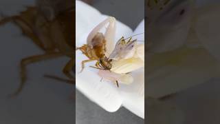 mantis orchid Hymenopus coronatus meal on our channel mantis insect macro rockninsectes [upl. by Tunnell]