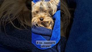 Заморозять бідосюyorki yorkies yorkie yorkshireterrier yorkshire yorkiepuppies йорики [upl. by Mitchel]