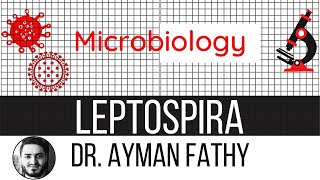 leptospirosis  USMLE Step 1 Microbiology  Dr Ayman Fathy [upl. by Ayhay]