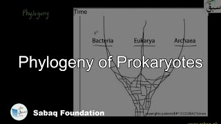 Phylogeny of Prokaryotes Biology Lecture  Sabaqpk [upl. by Gnouc879]