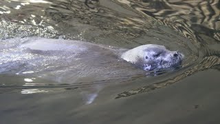 Phoque Barbu amp Phoques Annelé  Bearded Seal amp Ringed Seals  Oceanopolis Brest [upl. by Mairim]