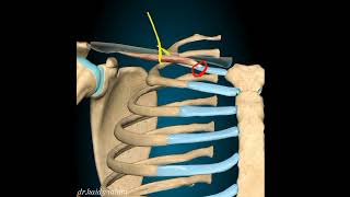 anatomy of upper limb  subclavius muscle [upl. by Dewhirst]