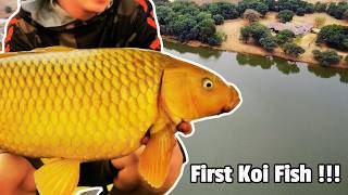 Beautiful Yellow Koi Fish Caught in South Africa  Excellent Spot for Big Carp Fishing [upl. by Ashby]