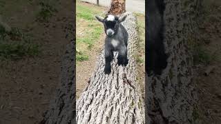 Baby Pygmy goats are the best Running pilgor goatsimulator goat [upl. by Moth]