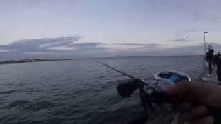 Australian salmon  Mordialloc pier [upl. by Ymac383]