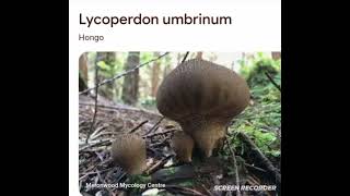 Lycoperdon umbrinum [upl. by Ahasuerus718]