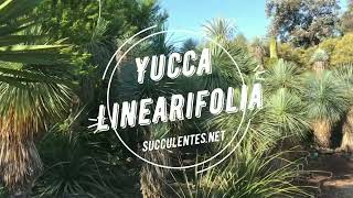 Yucca linearifolia [upl. by Ahron477]