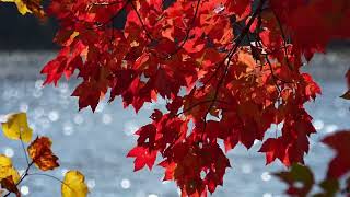 Fall foliage at Seneca Creek State Park Gaithersburg Maryland [upl. by Nytsua698]